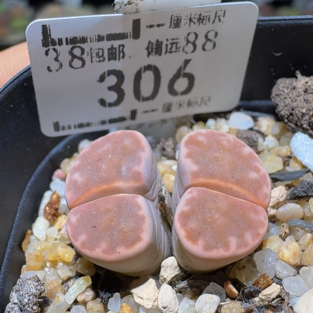 Ssss生石花清货306