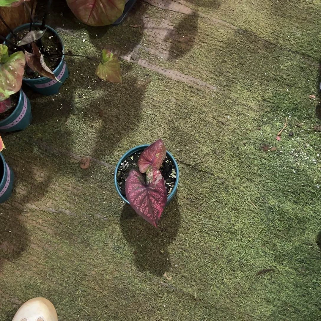 青***岚无花朵泰彩养定莫奈82