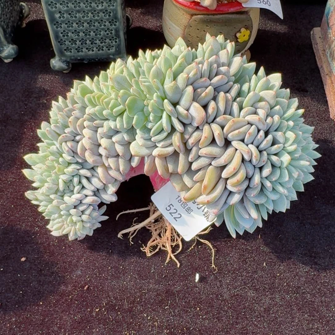 多肉植物  522  橙梦露缀化