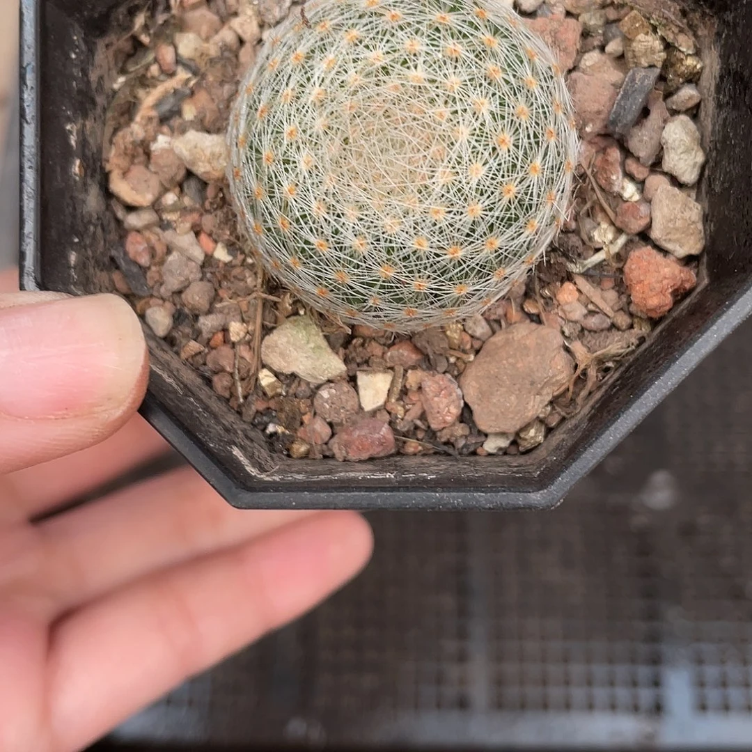 898白娟丸（满18元包邮）