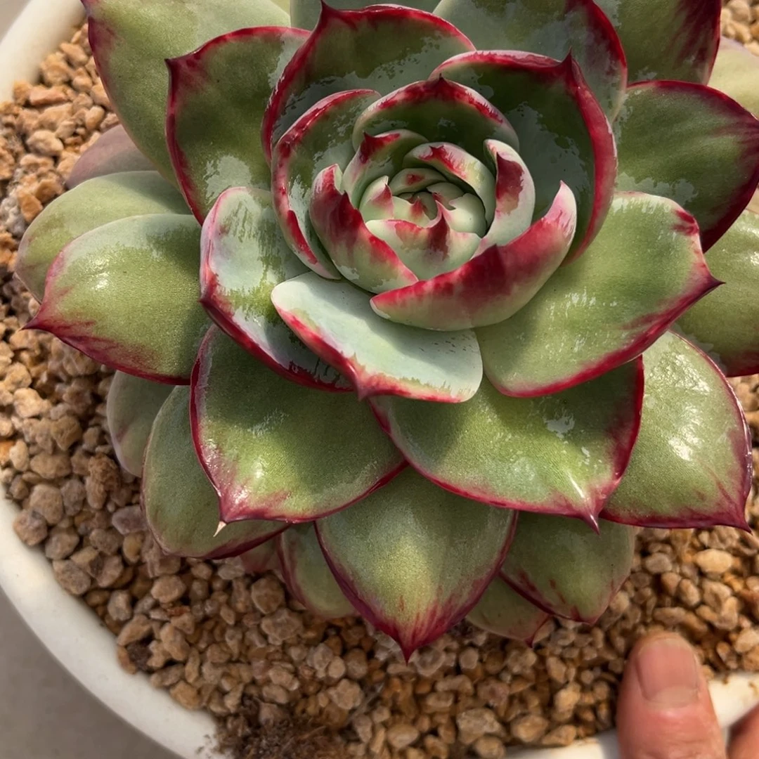 J***心1.4-6惊鸿惊鸿111111111111