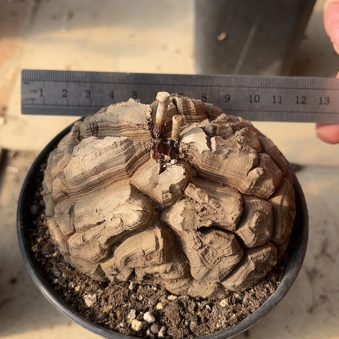 实生南非龟甲龙10CM左右