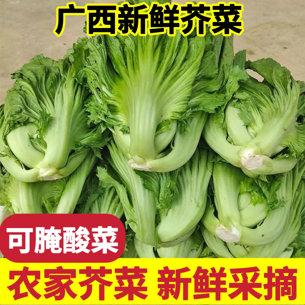 2025当季广西新鲜芥菜现摘现发，腌菜玉菜盐菜荠菜青菜泡菜酸菜