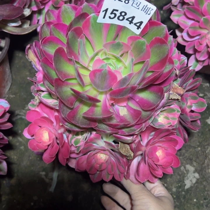 15844女巫多肉植物