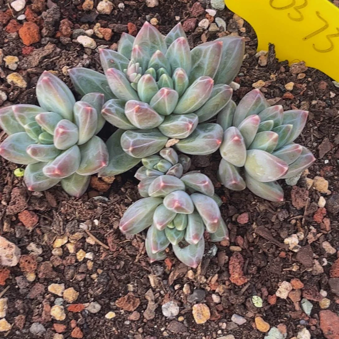 0373下午多肉植物群生