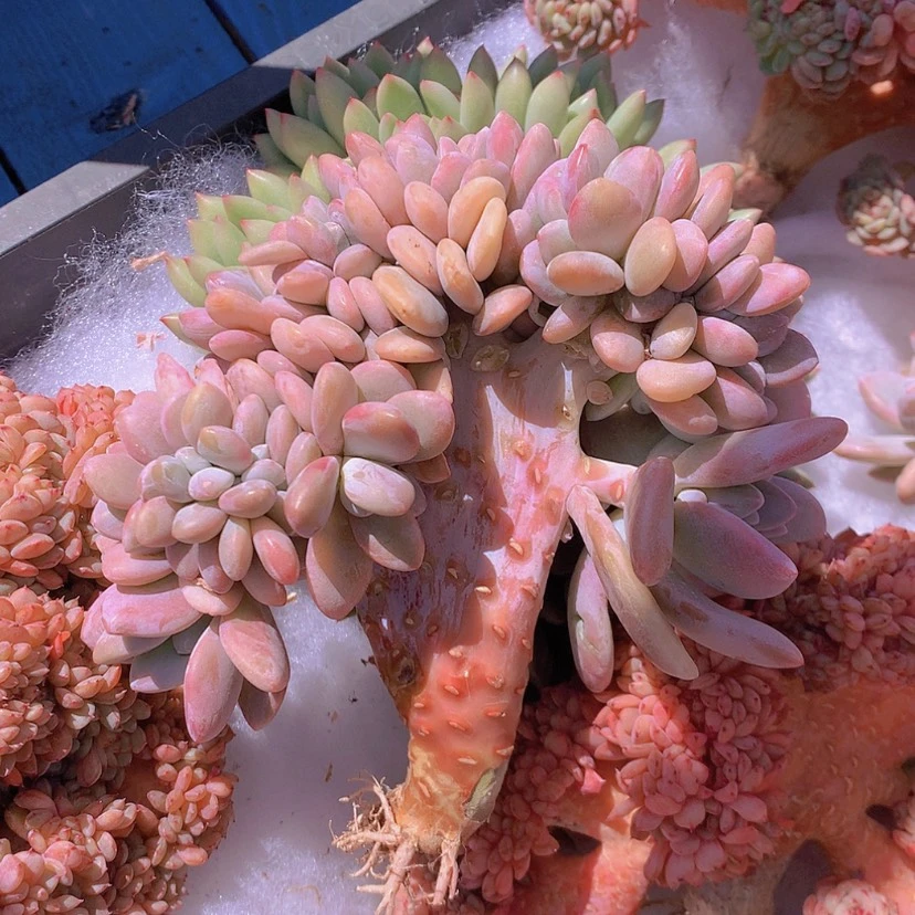 【闪购商品】彩虹粉兔