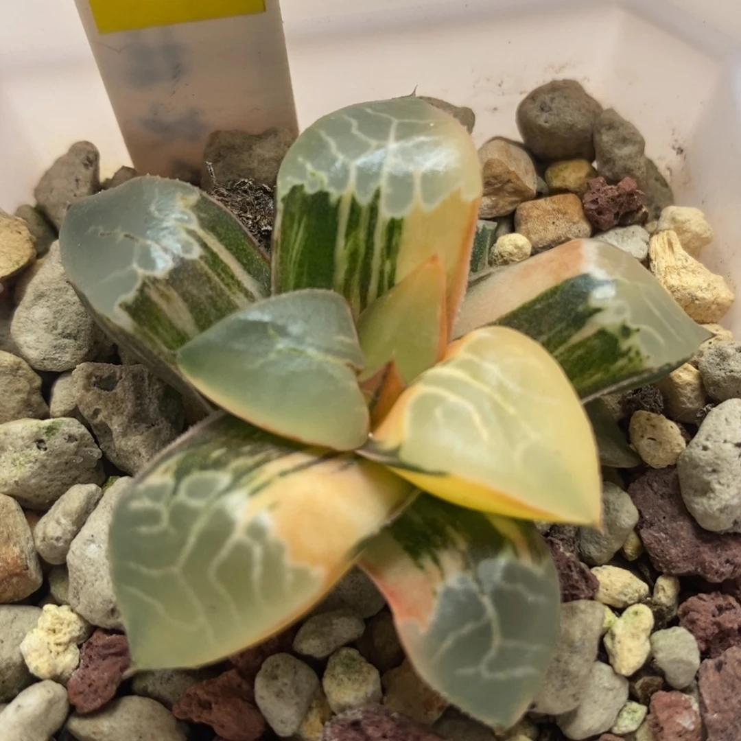 510火凤凰锦一物一拍