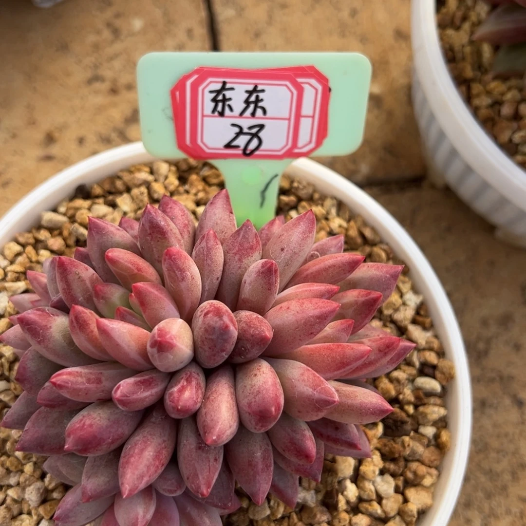 东***棟我是花卉专用车司机，东东28