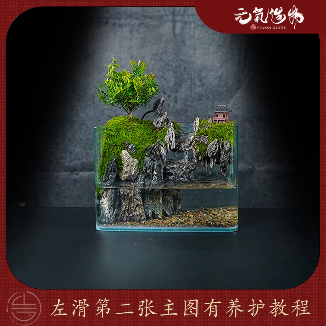 【仙居】高山流水—小叶赤楠绿植造景真植物【尺寸：25*16*18】