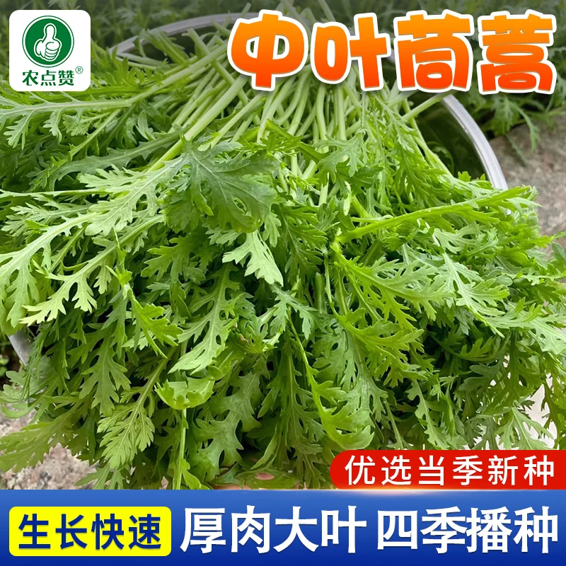 中叶茼蒿种子种籽皇帝菜秋冬冬季籽种蔬菜孑菜籽茼蒿菜种青菜筒篙