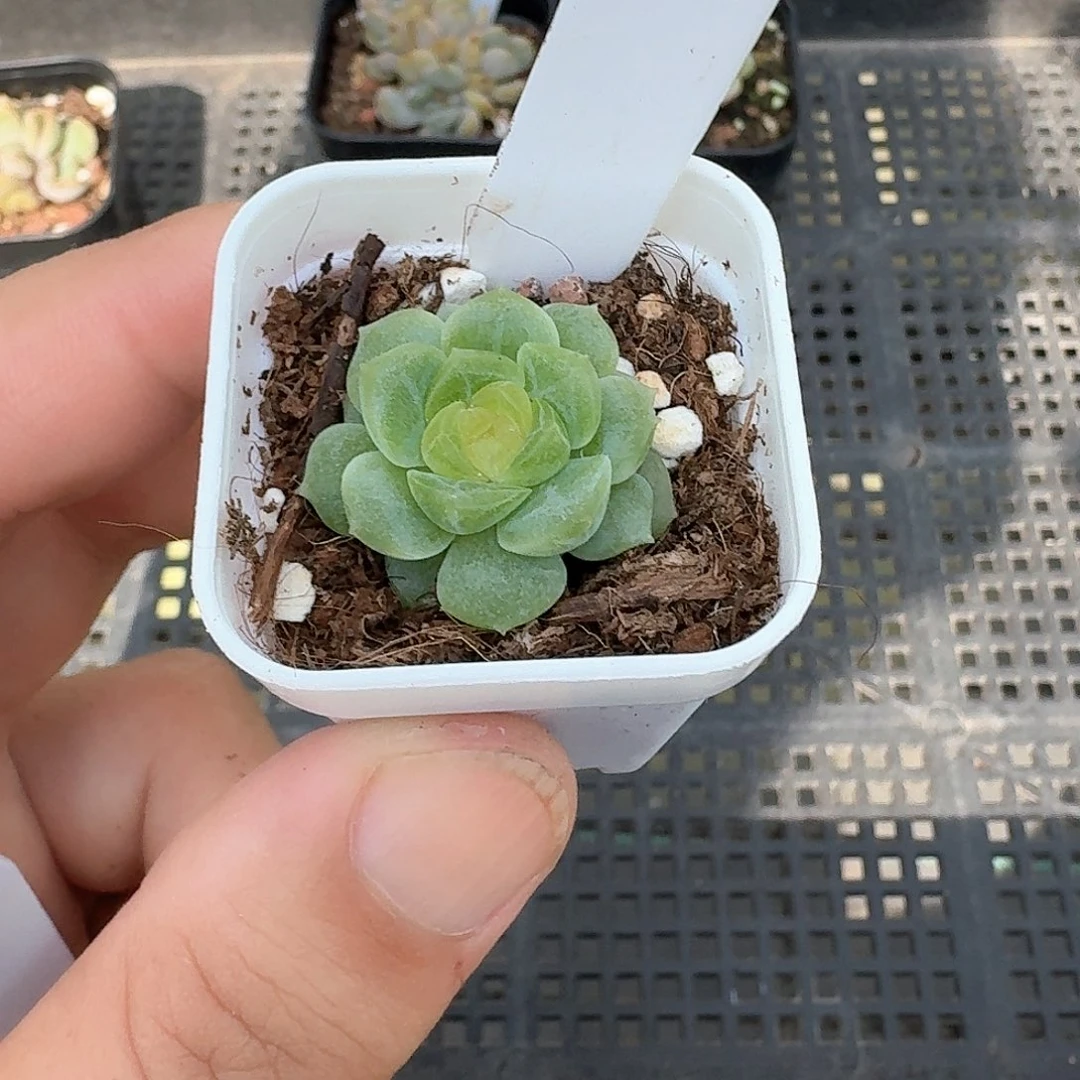 212号无尽灯单头多肉