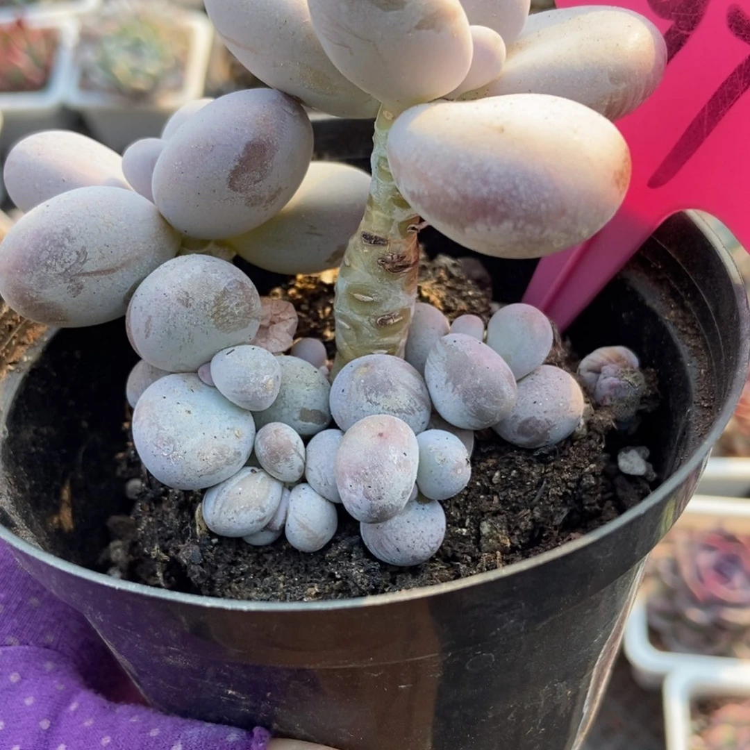 97橙雪球多肉植物