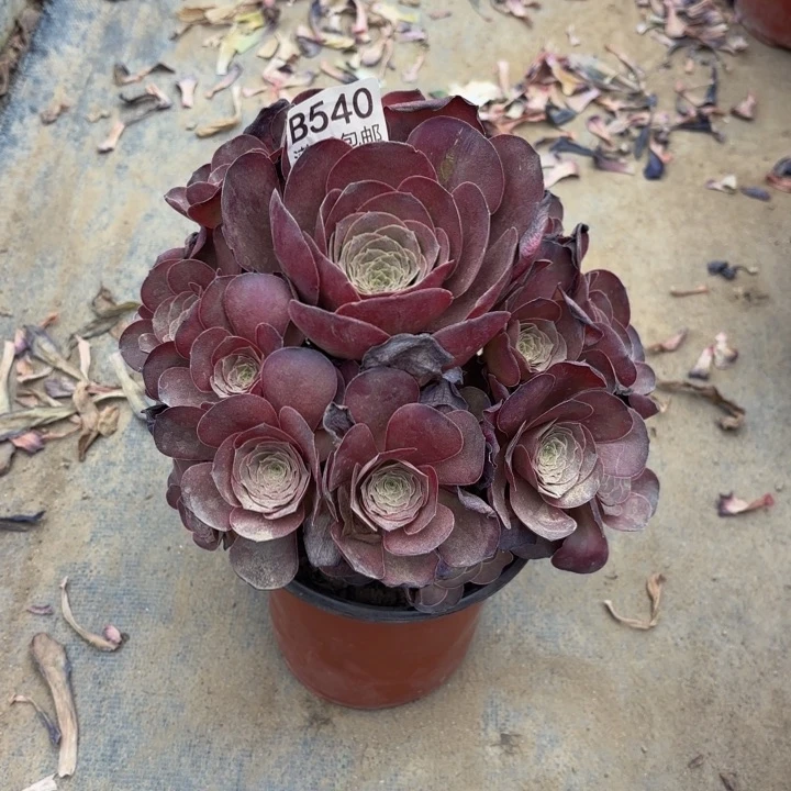 魅金玫瑰处理不包断头540