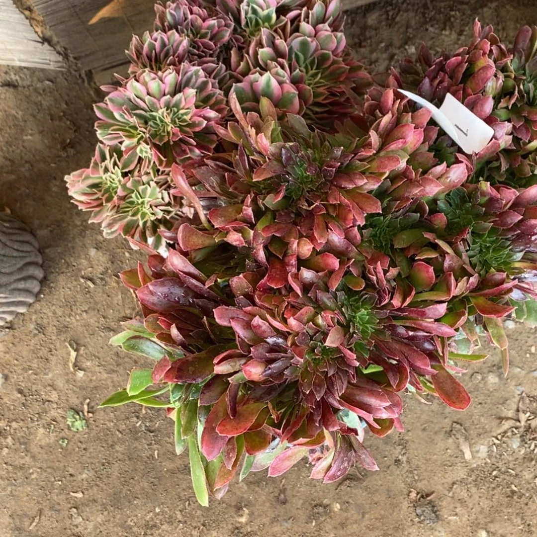 *****1878号娜迦女王➕粉女巫1颗