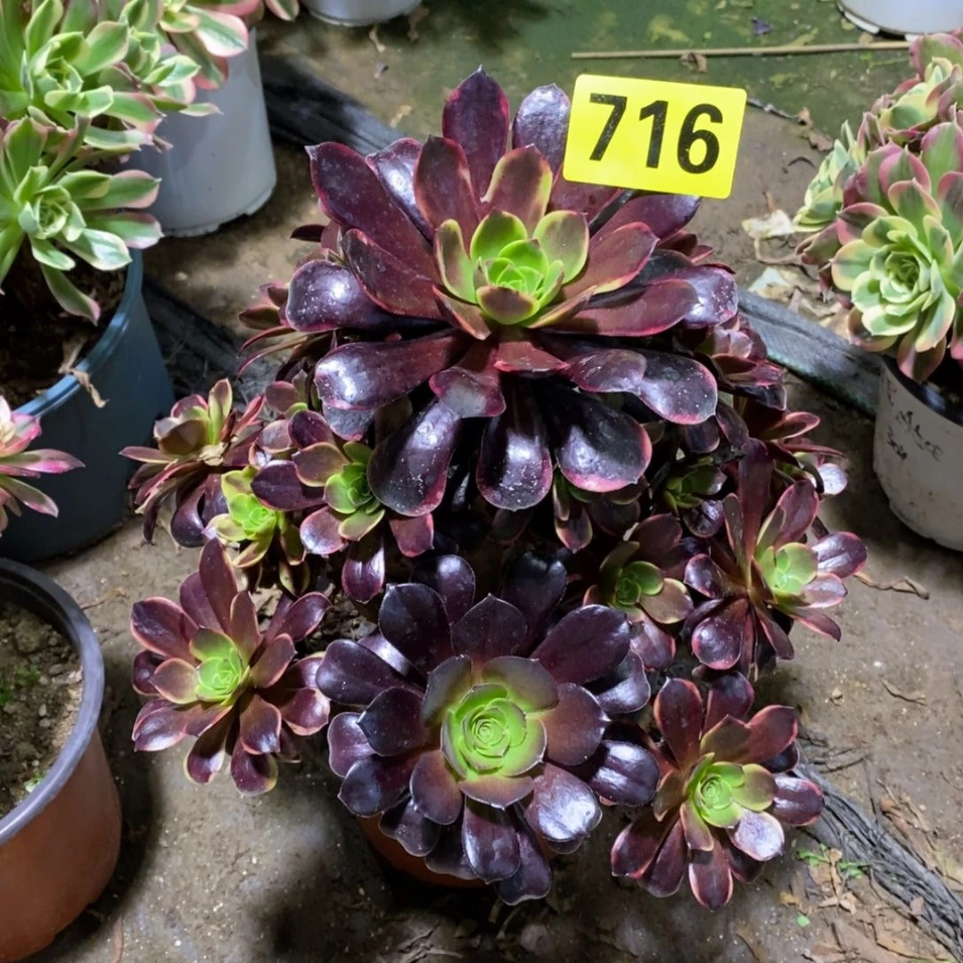 无***3噢佳丽多肉法师716