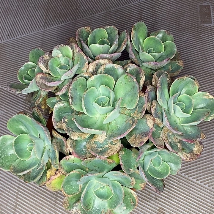 小石头多肉植物整群