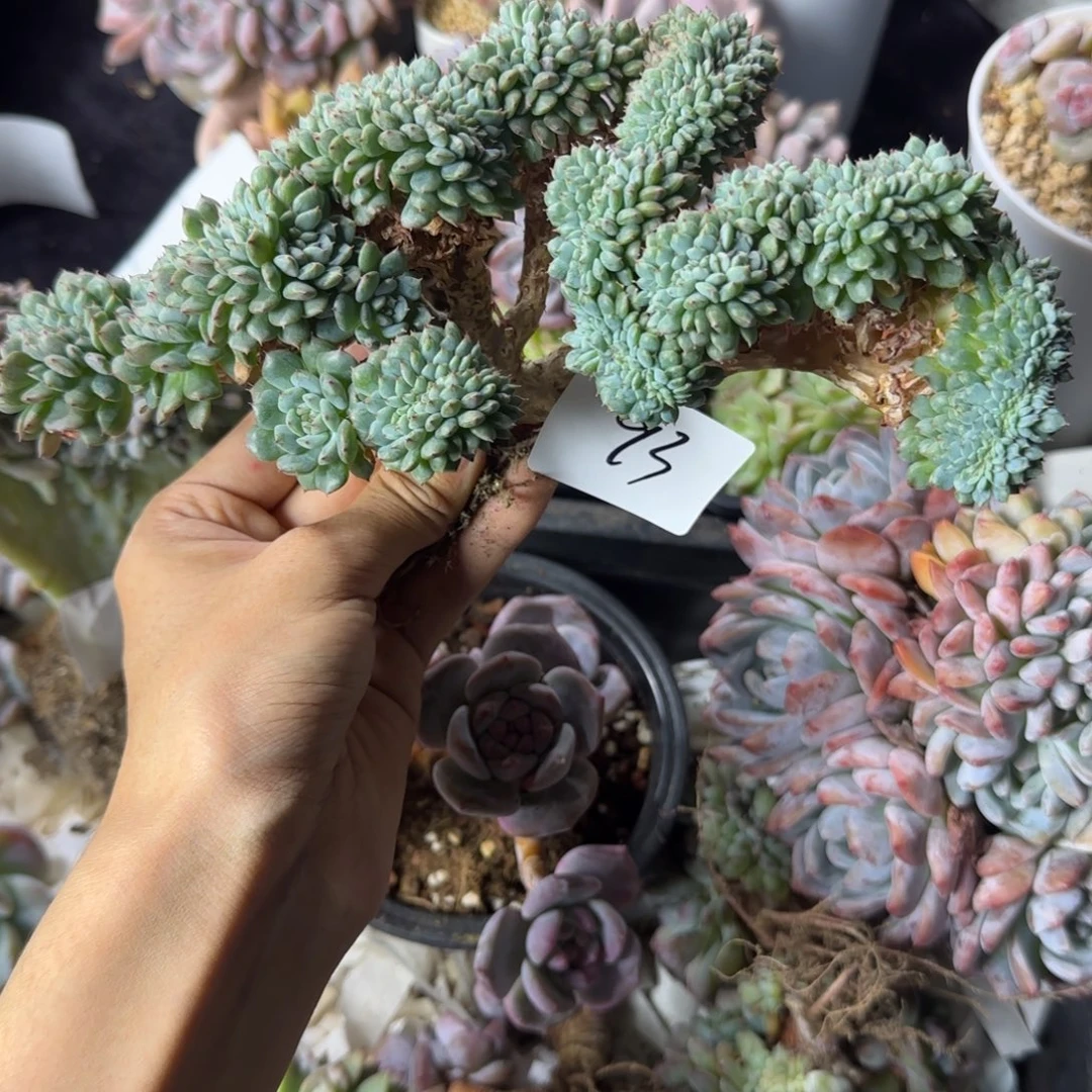 古***城白胖子缀化一物一拍93