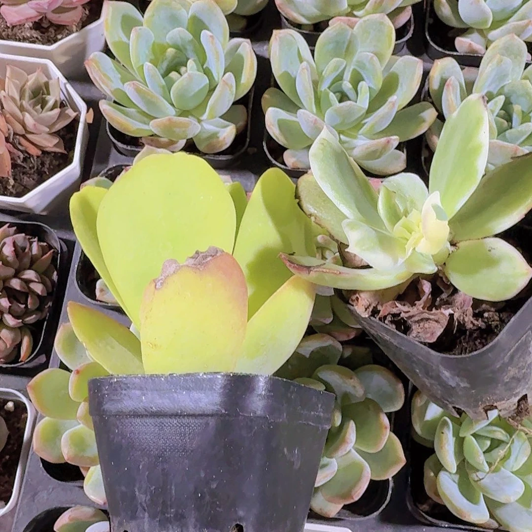 精品唐印多肉植物