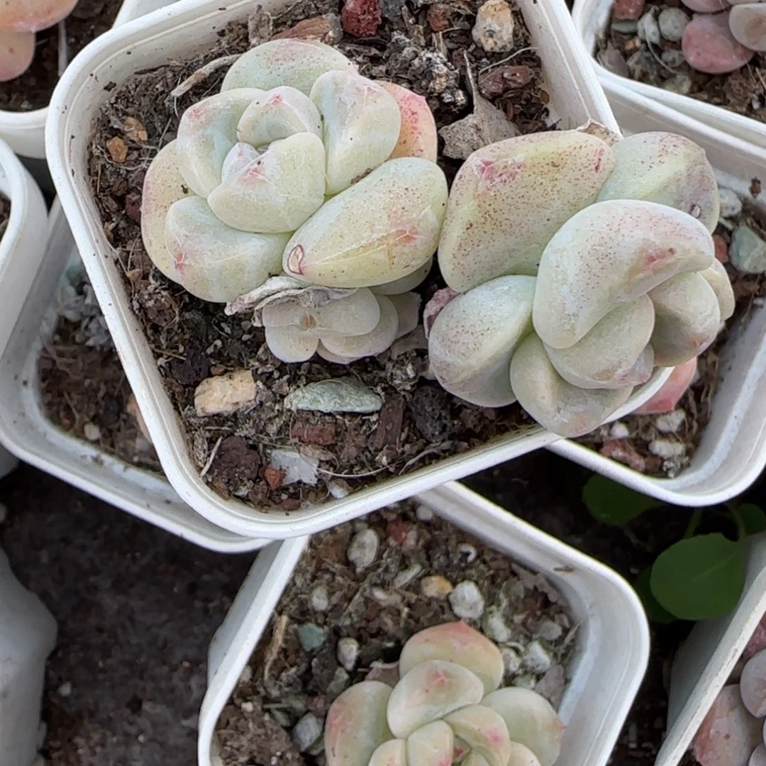 小卡拉米糖心一物一拍