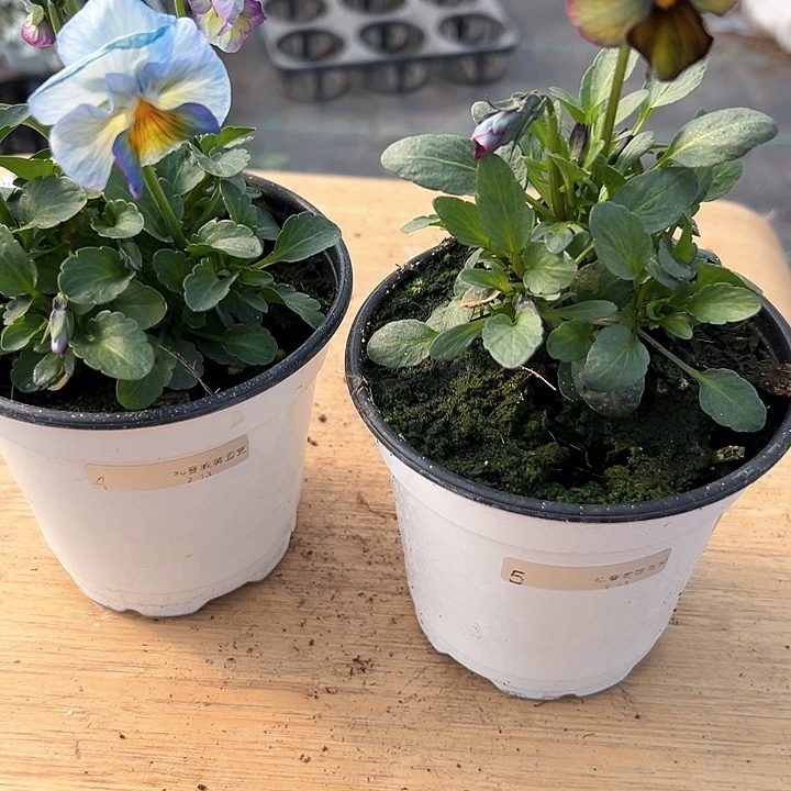 水晶抖音直播闪拍4-5