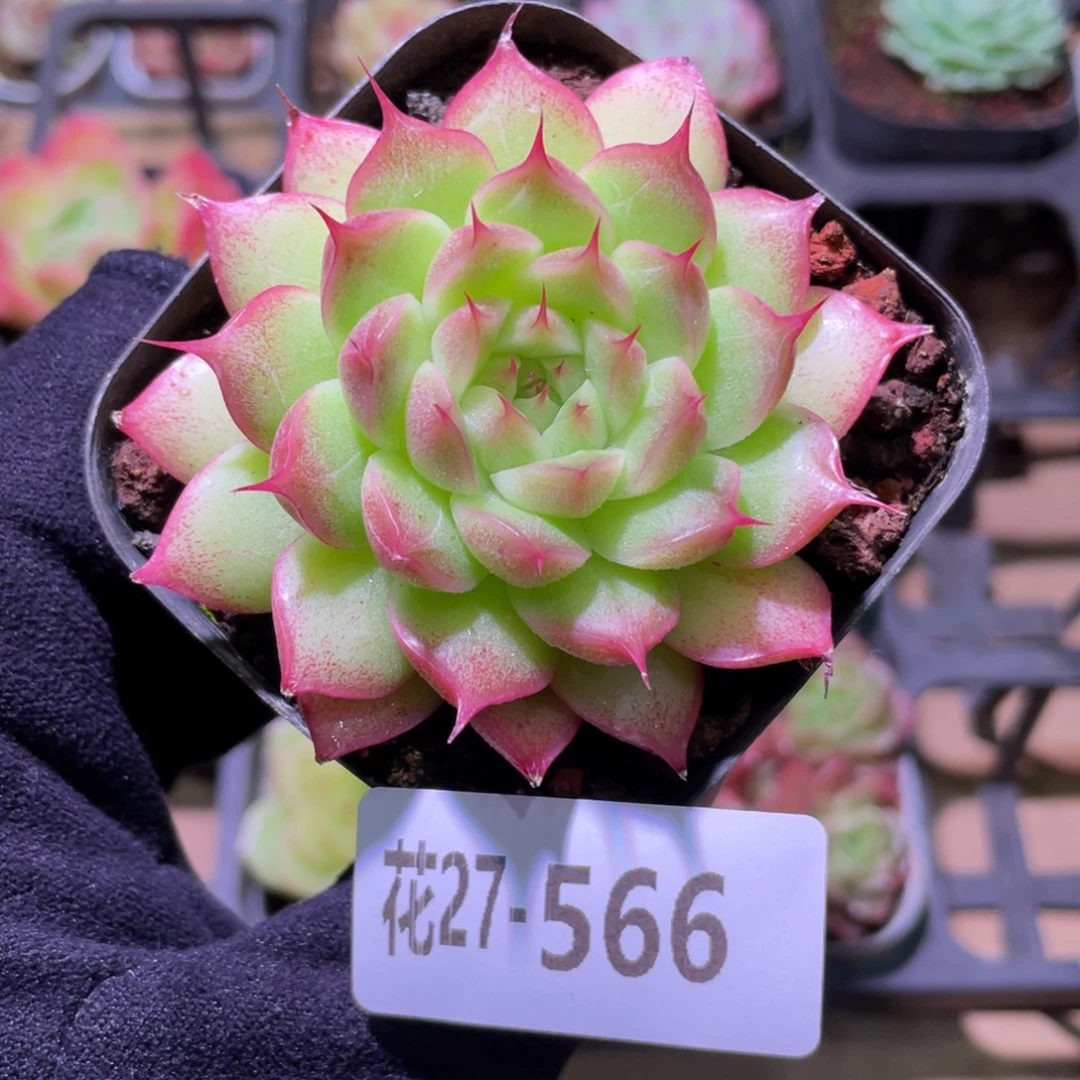 花利美27-566海王