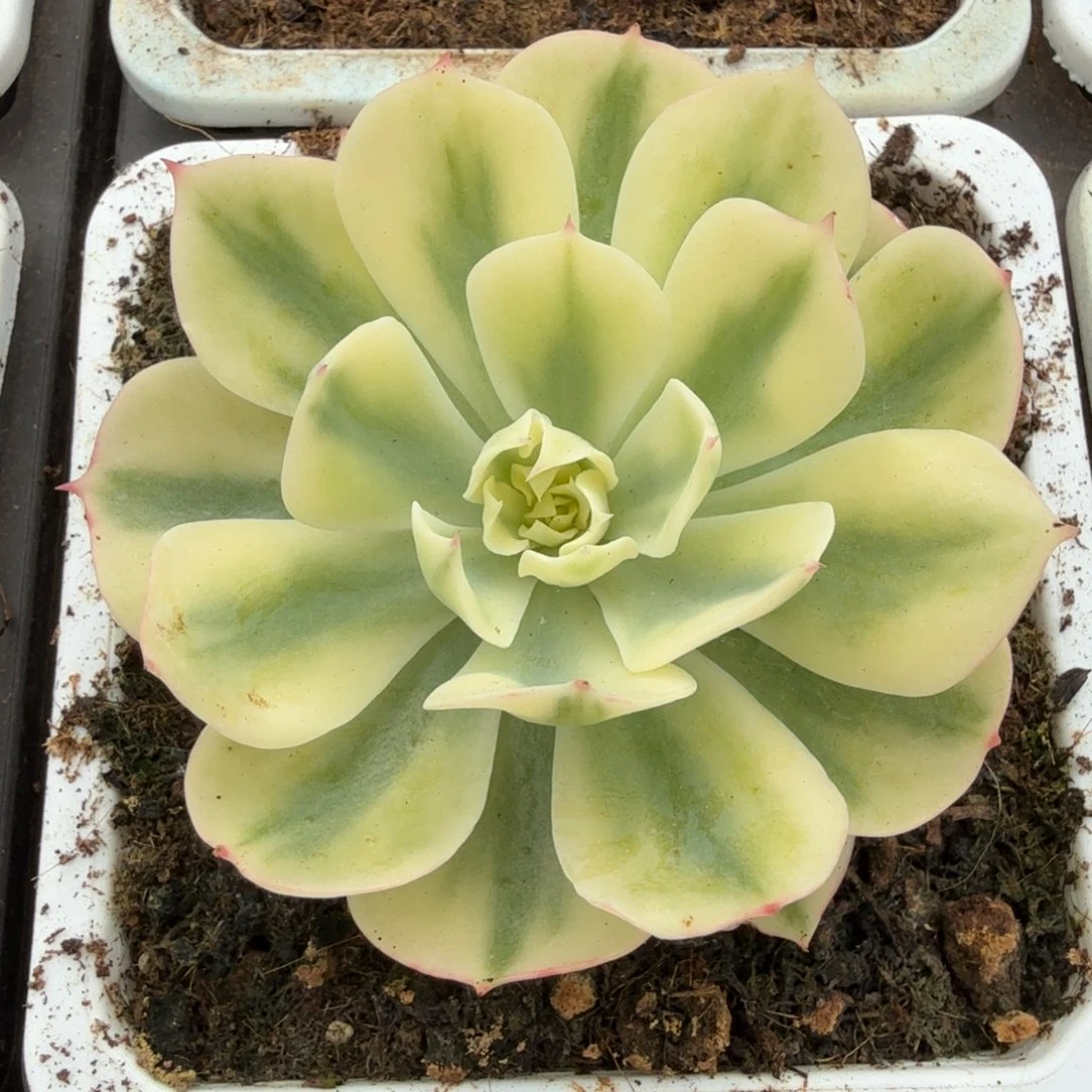 海啸锦锦上园艺一物一拍