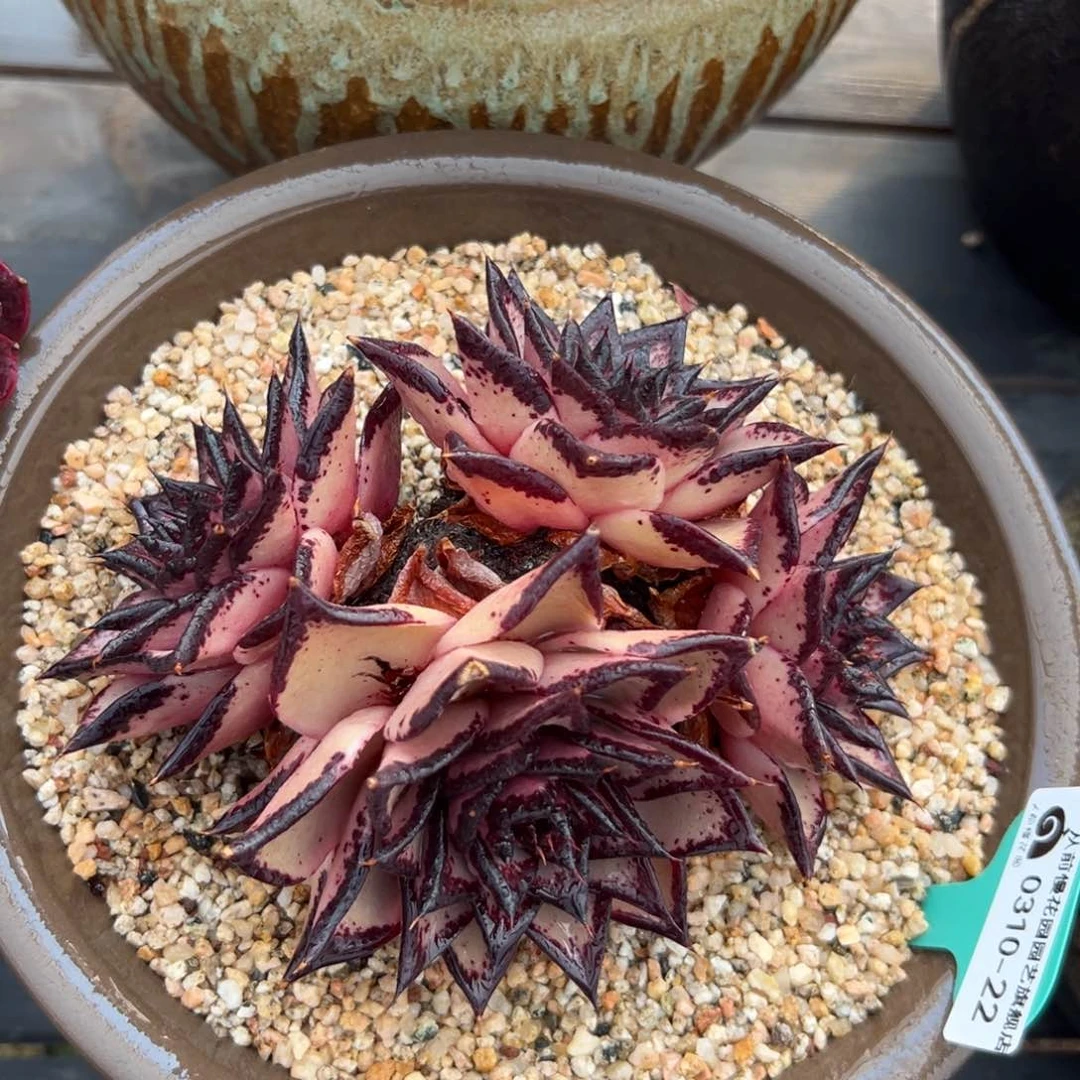 多肉一物一拍0310-22