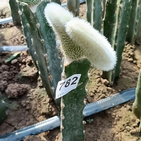 9****语九尾狐缀化大头782