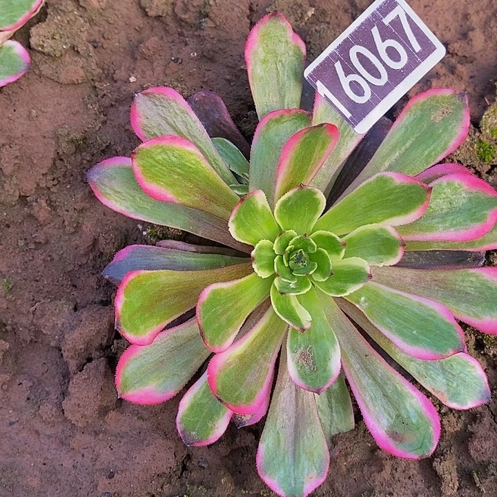 16067号粉体火烧云法师11