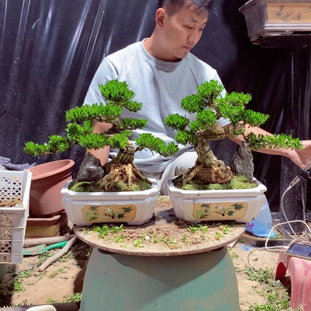无花朵广东皱皮雀舌黄杨