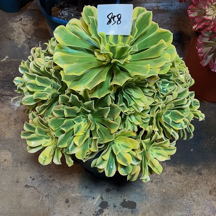 多肉法师858号绿豆沙发货不包损