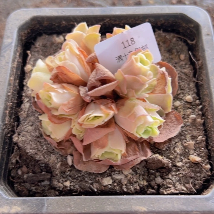 118 裸根不带土发货不包损