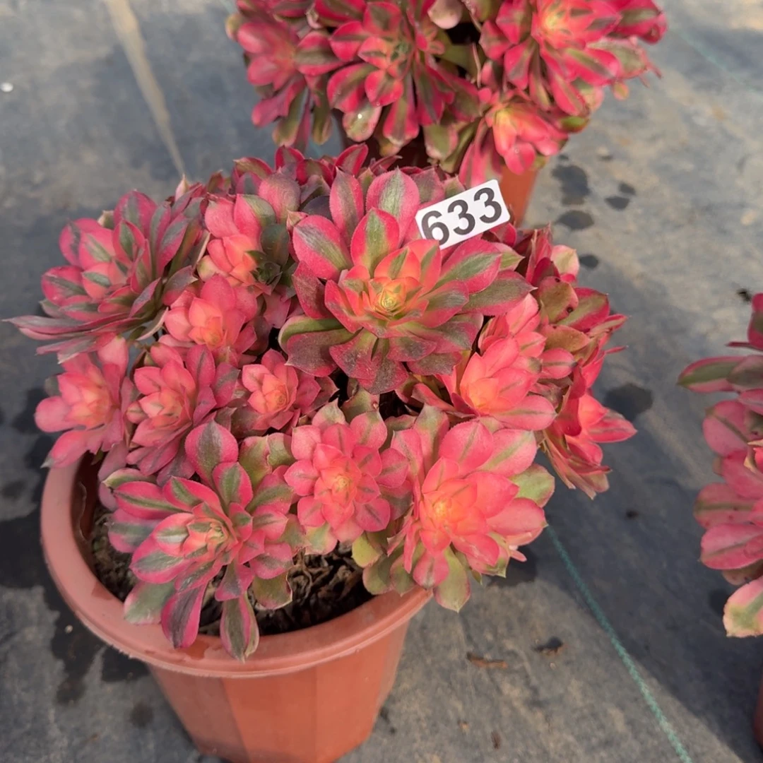 633多肉植物香妃多肉