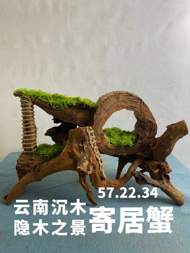 寄居蟹造景57.22.34