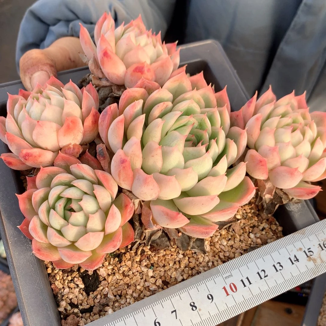 慕****港5721瑕疵不售后特价处理