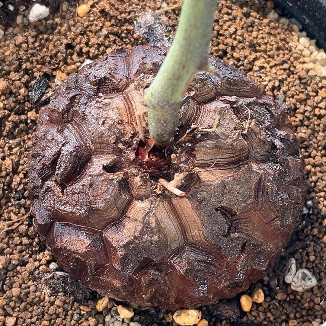 潮流植物 龟甲龙 足球