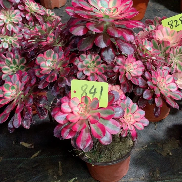 841香奈儿多肉111111