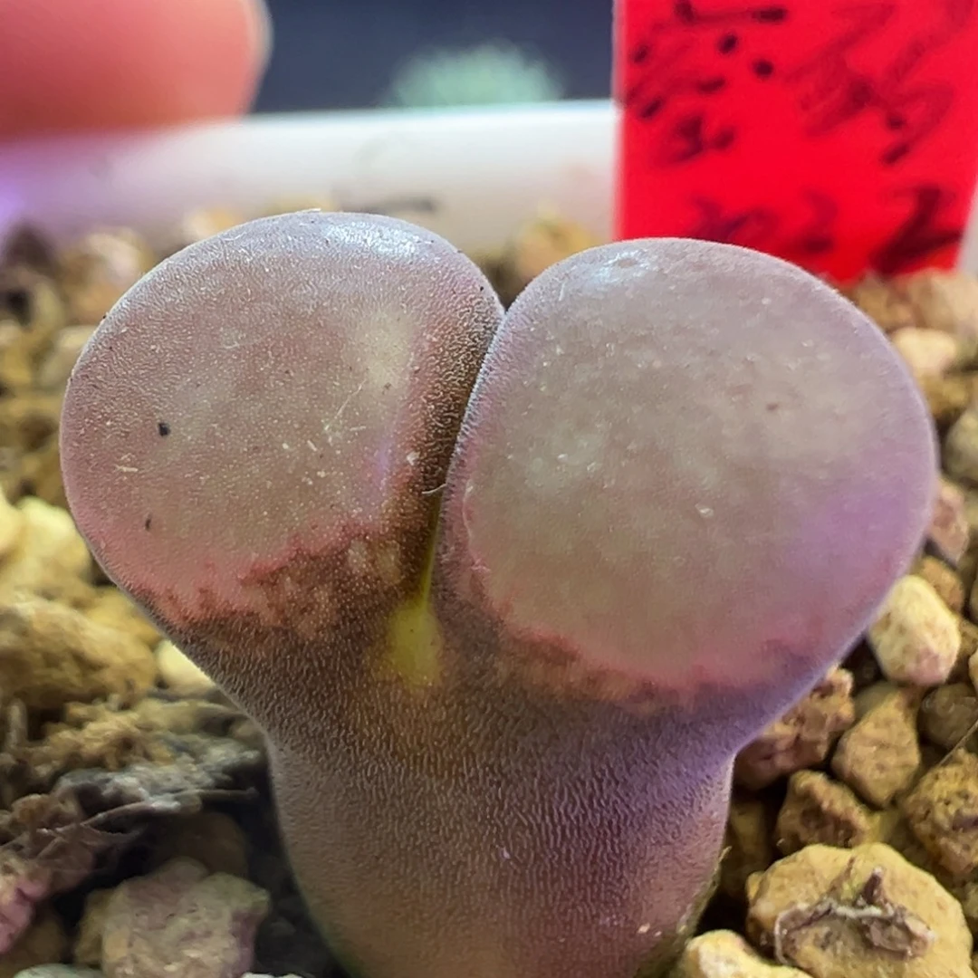 流量密码 肉锥植物