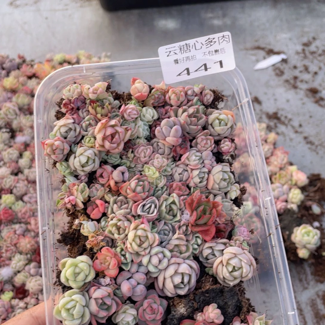 云糖心多肉植物441