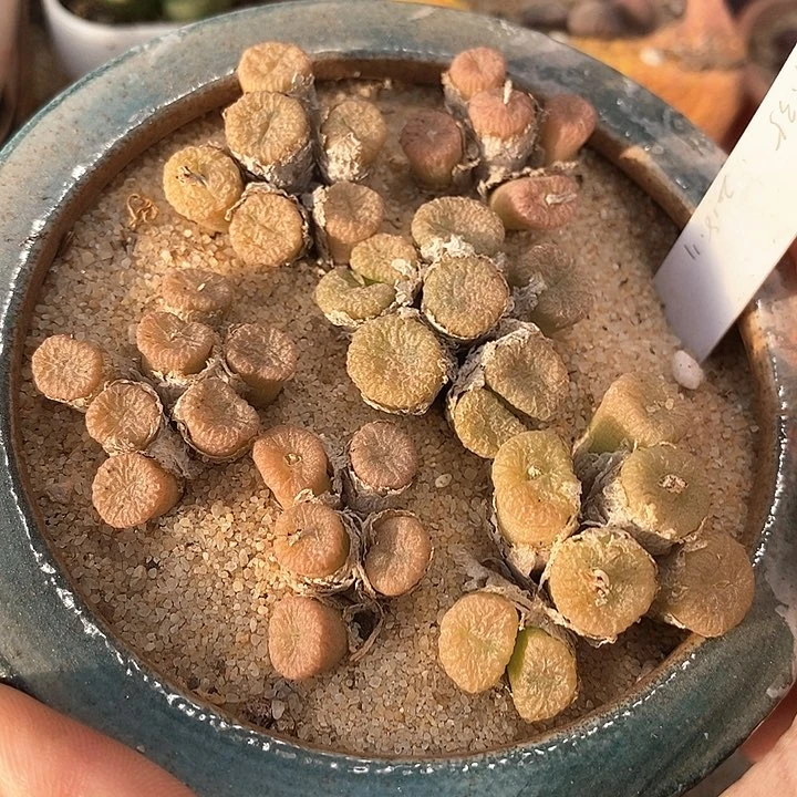 蜜枣一群      限购