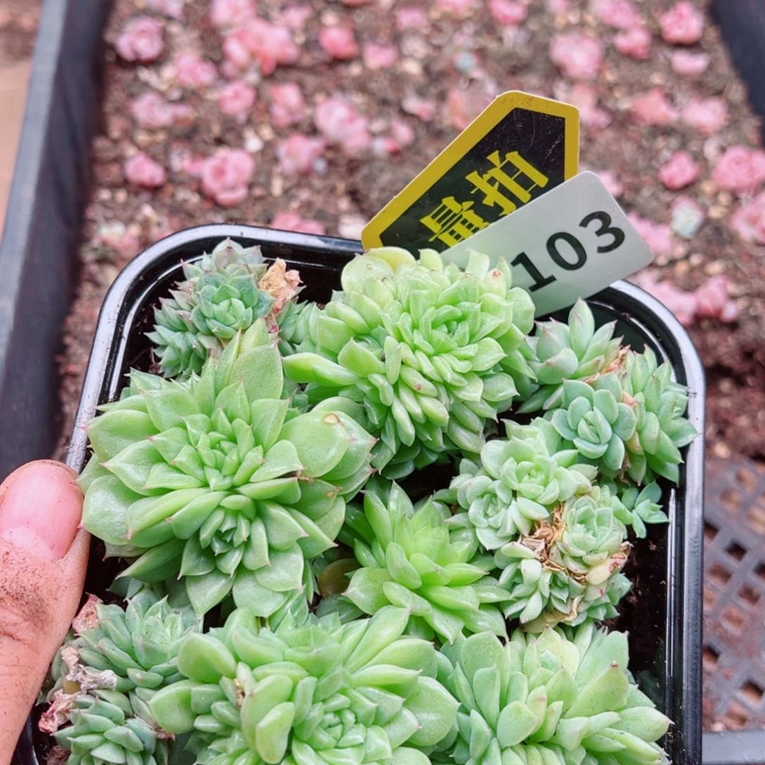 多肉植物多肉植物