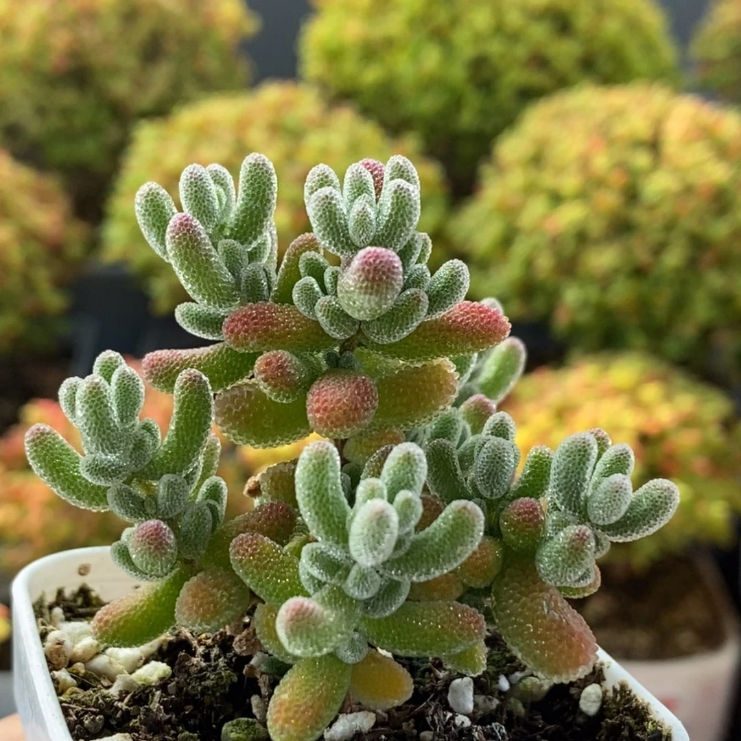 开播福利实生冰晶1405