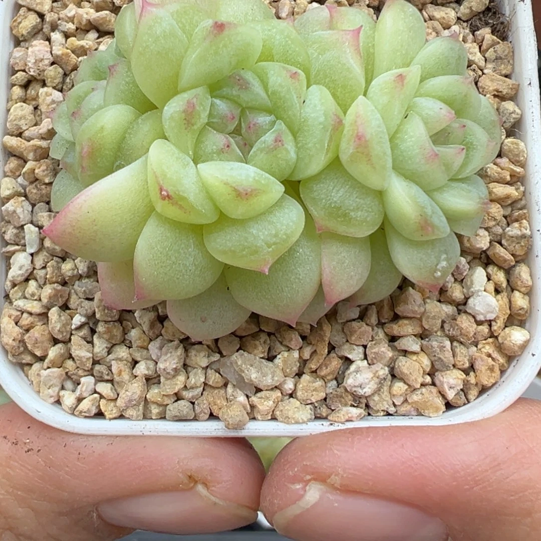 489号晗雨多肉植物