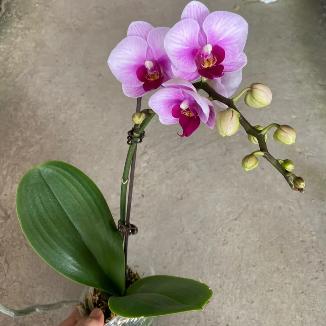 《蝴蝶兰宝贝》2.8寸村苗子发货丰花型