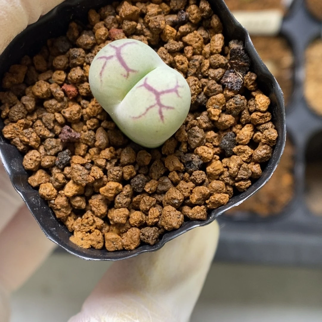 多肉植物肉锥杂交K-3434 超八杂 白皮