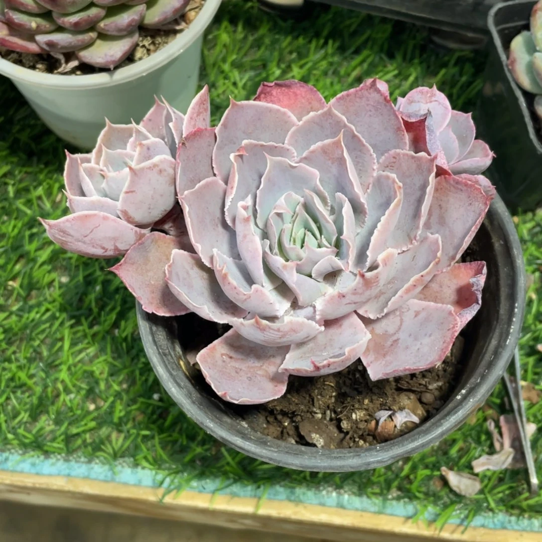 Pink冠幅13 公分一物一拍