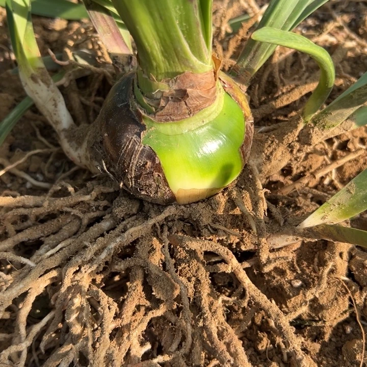 完全开放重瓣朱顶红安吉拉7+6侧