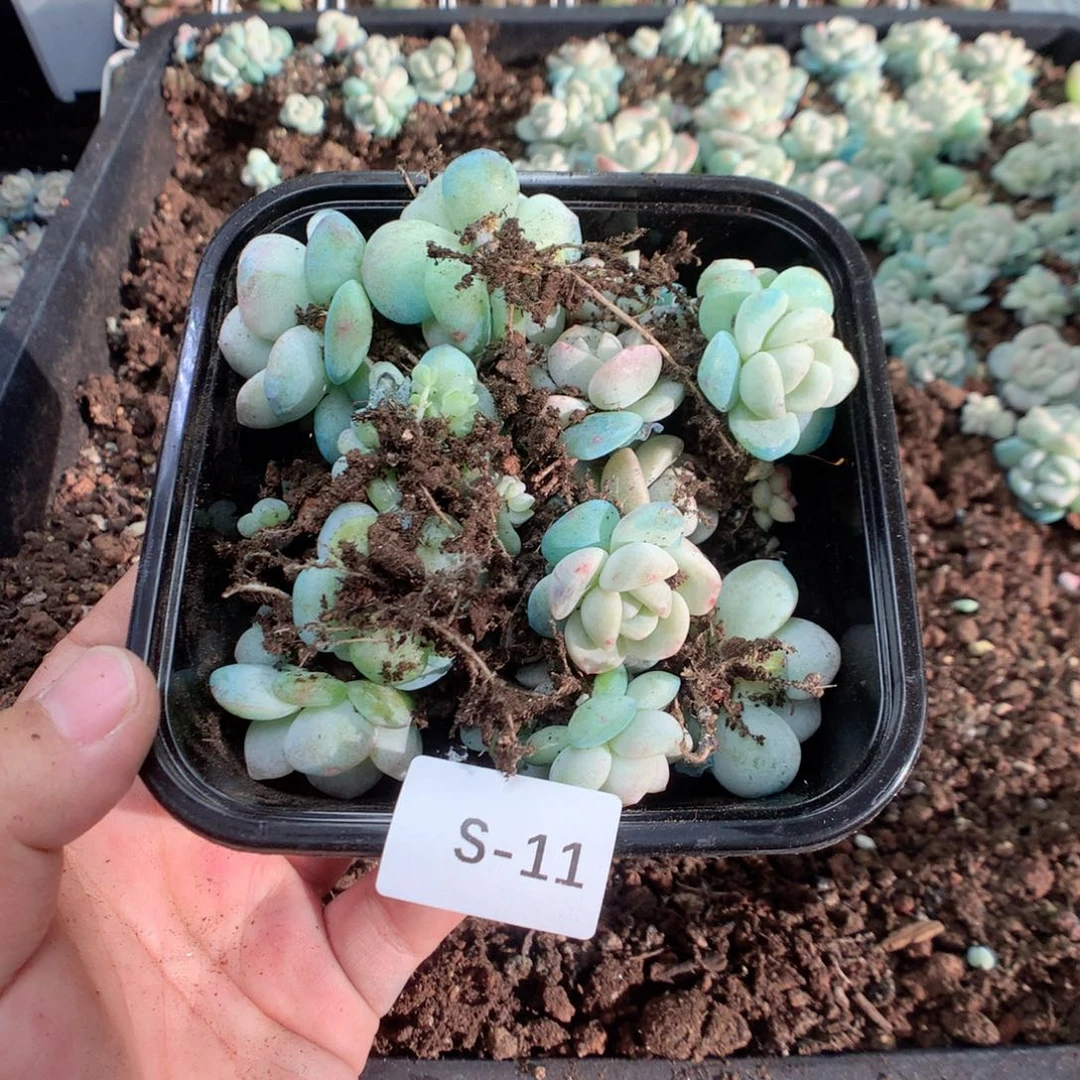 无花朵S11英语英语