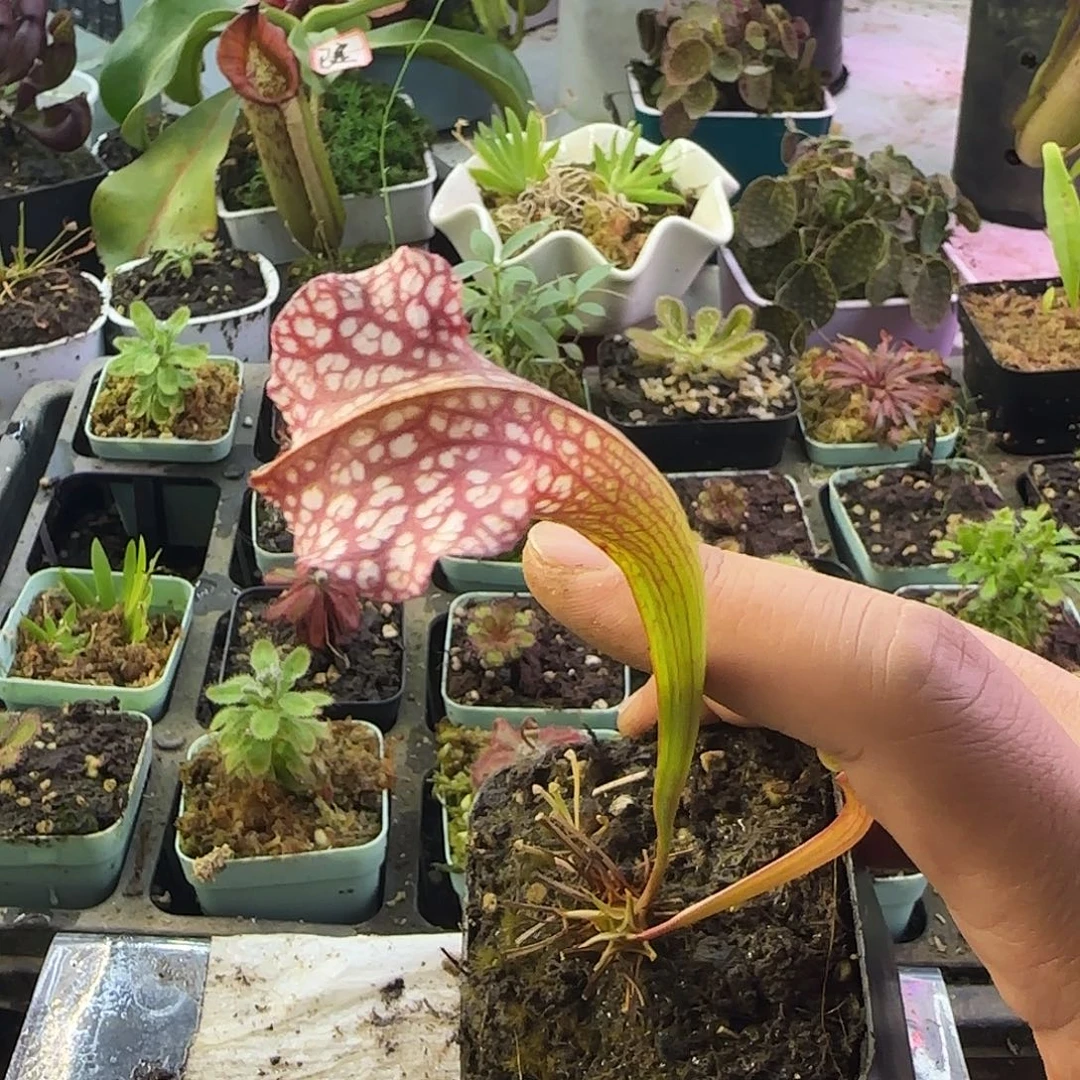 完全开放红瓶交白瓶特殊个体