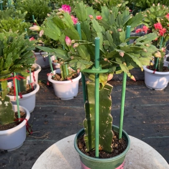 双色重瓣尾号5158